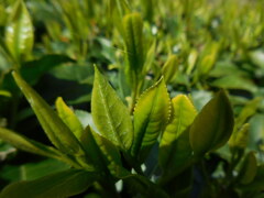新茶の季節