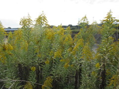 セイタカアワダチソウ