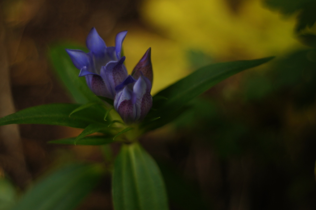 PENTACON  auto  50mm  f1.8