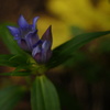 PENTACON  auto  50mm  f1.8