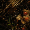 PENTACON  auto  50mm  f1.8