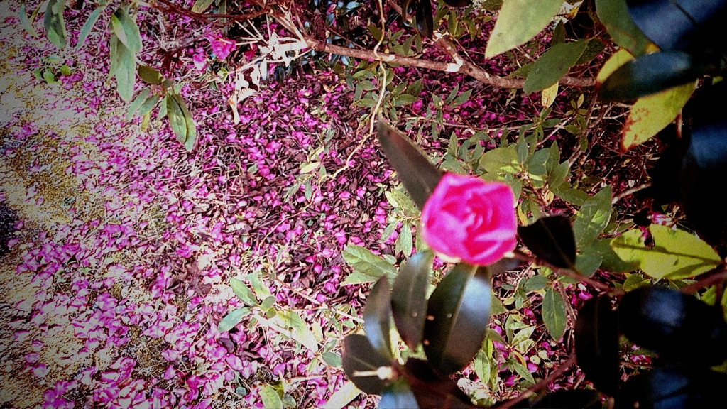 山茶花