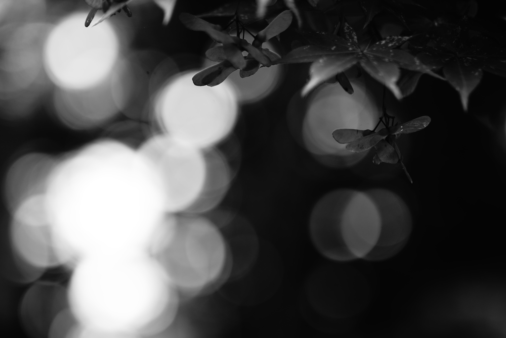 青紅葉