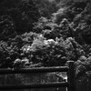 カラス
