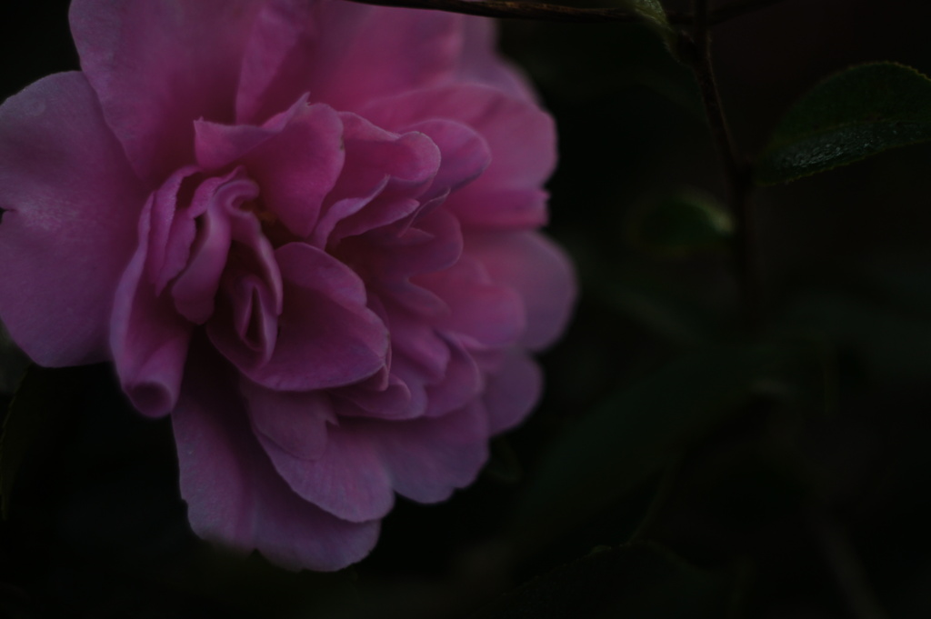 早朝散歩　　パンカラー５０ｍｍ　ｆ１．８