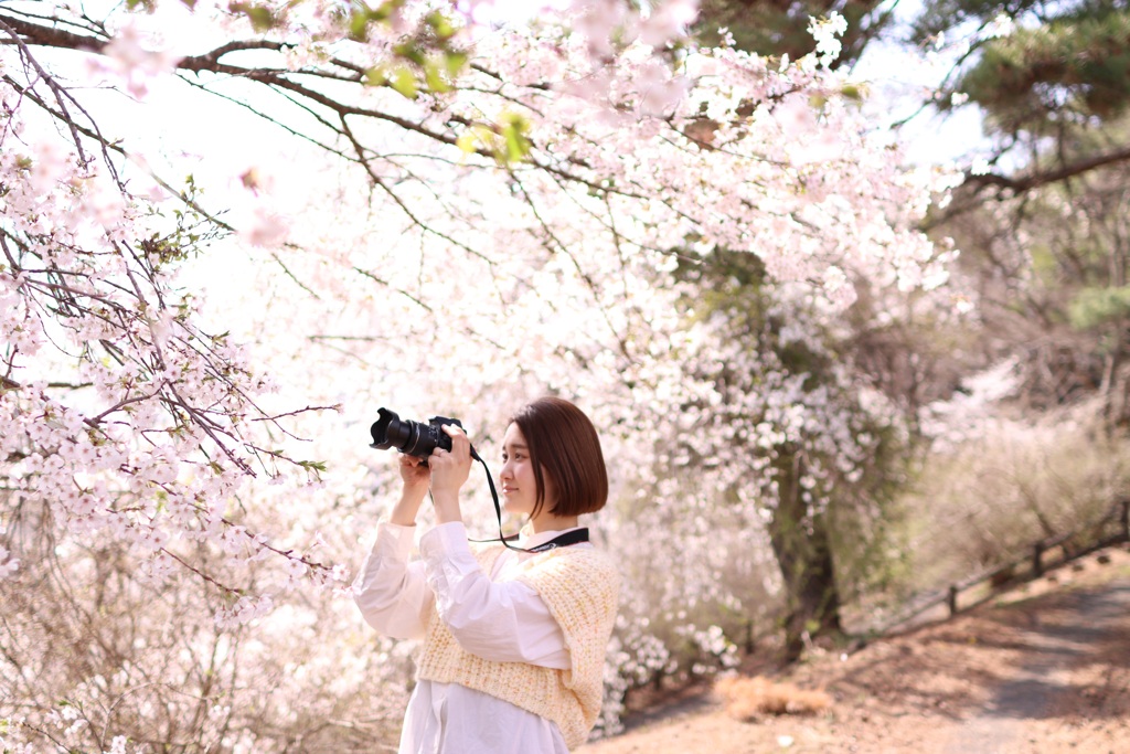 桜