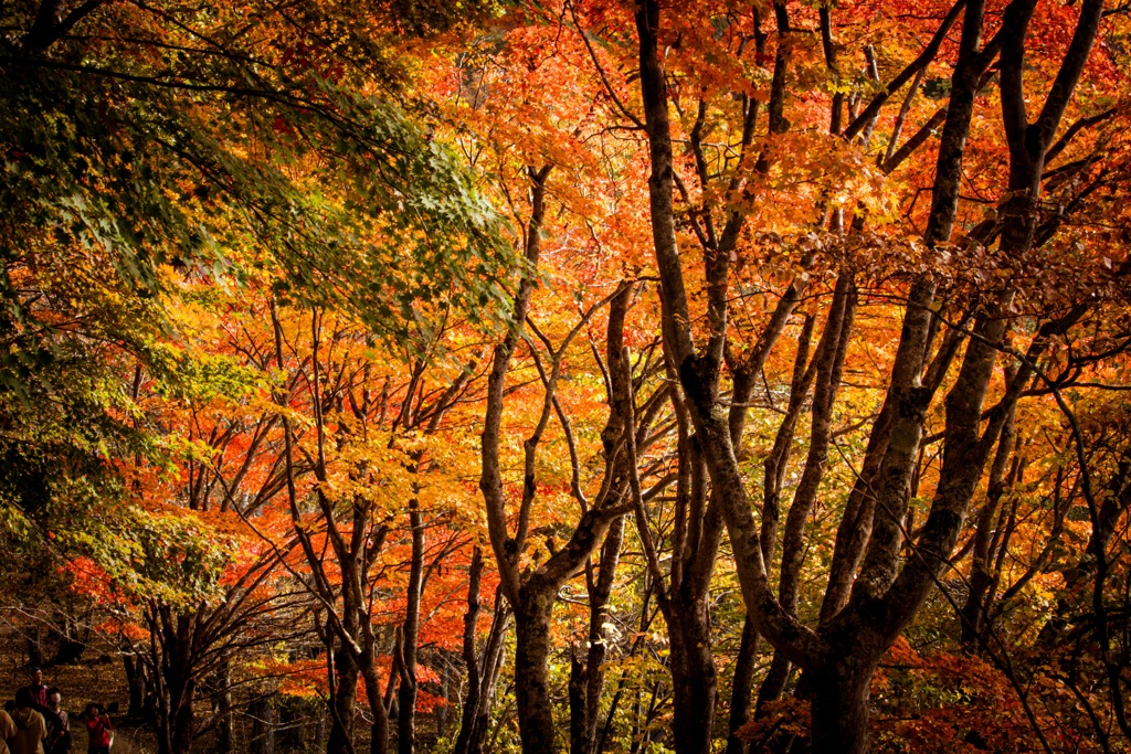 秋　紅葉