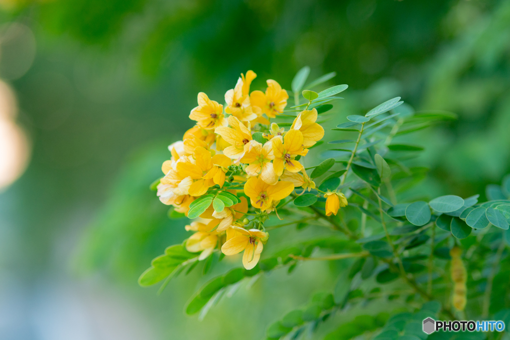 晩秋の花