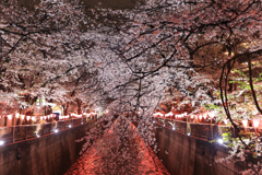 満開の目黒川 (3) 