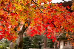 嵯峨野の紅葉③