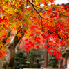 嵯峨野の紅葉③