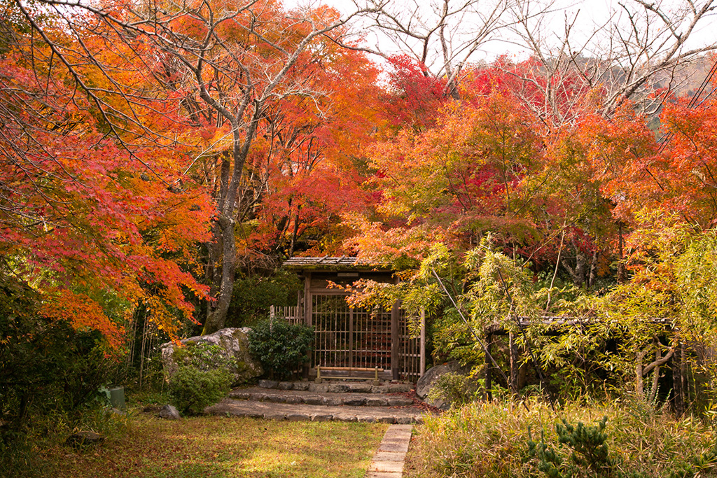 嵯峨野の紅葉①