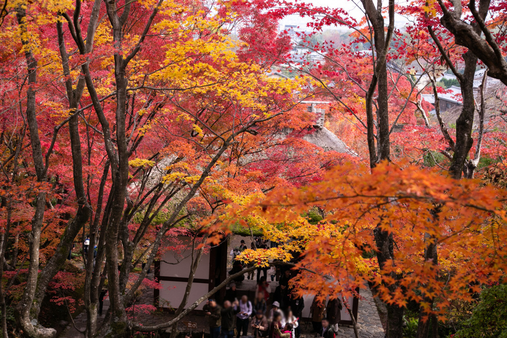 嵯峨野の紅葉②