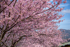 河津桜まつり