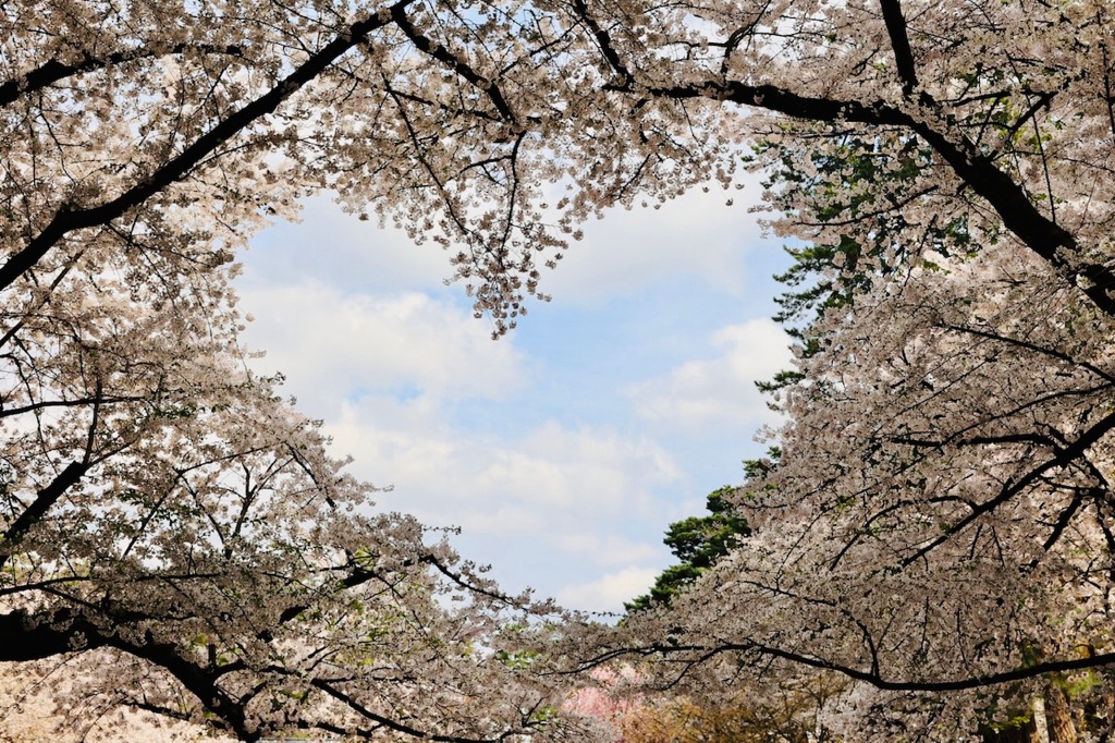 弘前公園 桜のハート