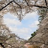 弘前公園 桜のハート