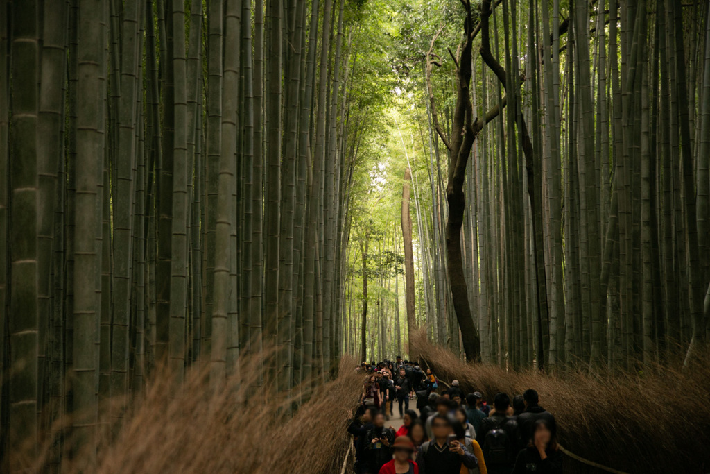 嵐山 竹林の小径