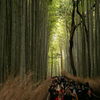 嵐山 竹林の小径