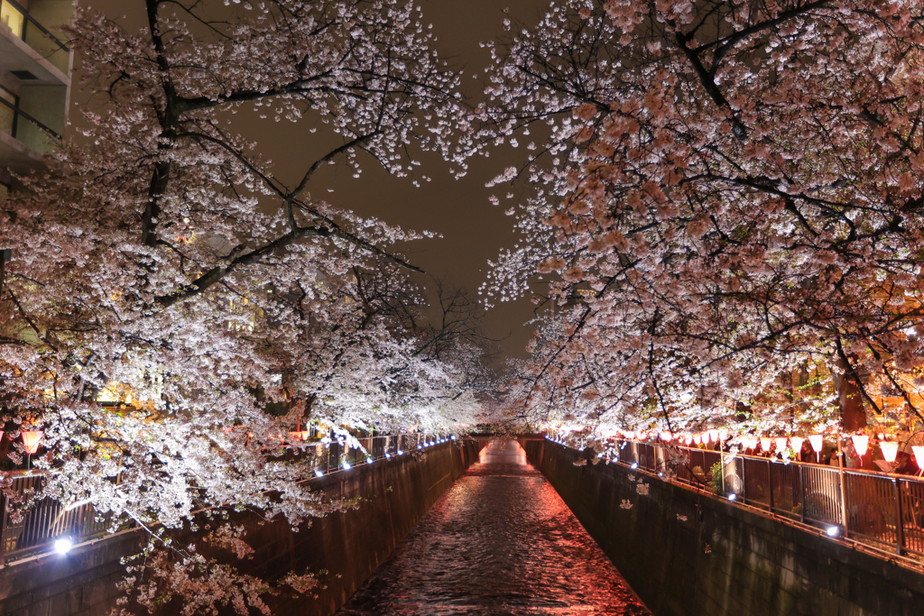 満開の目黒川 (1) 