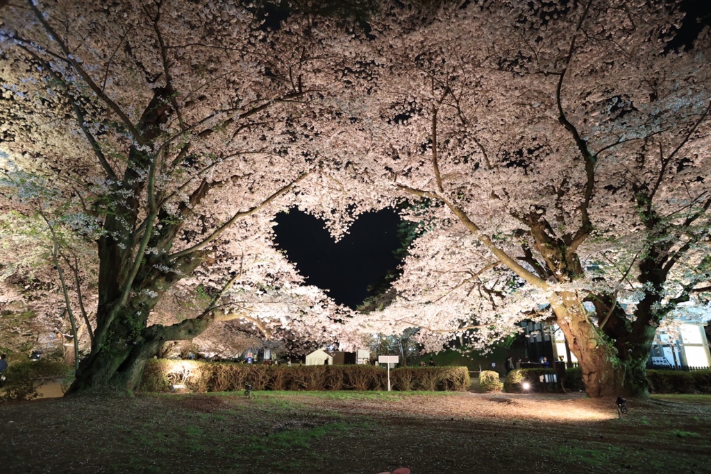 弘前公園 夜の桜ハート