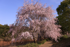 枝垂桜(1)
