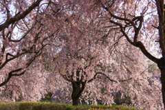 桜のトンネル