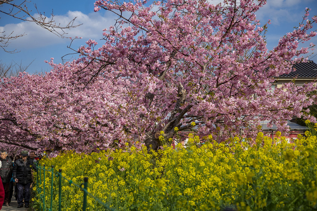 河津桜まつり