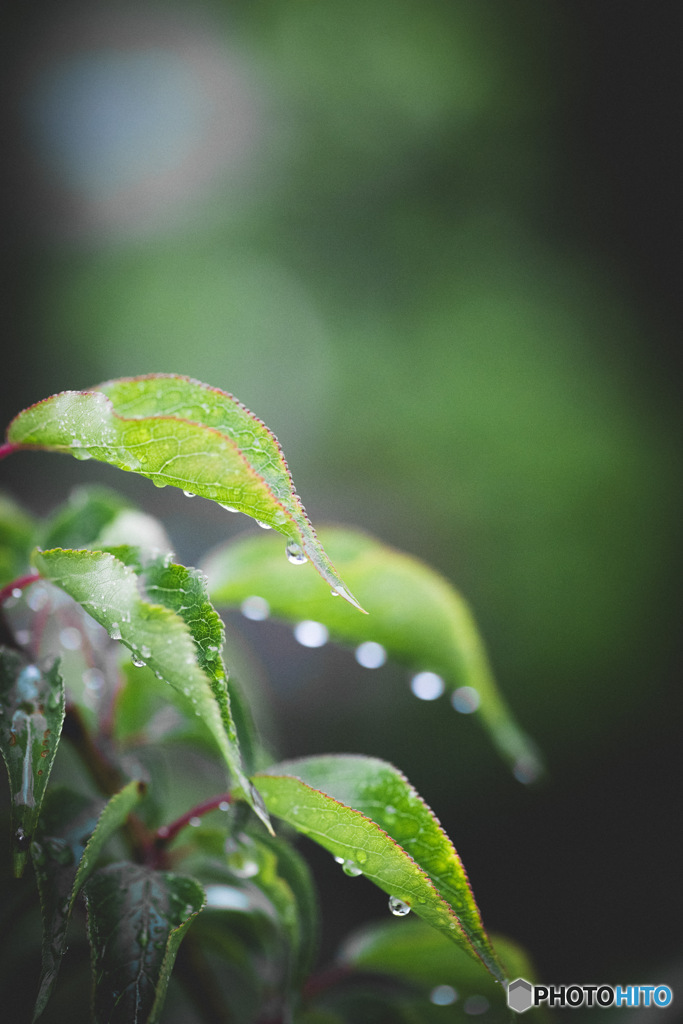 恵の雨