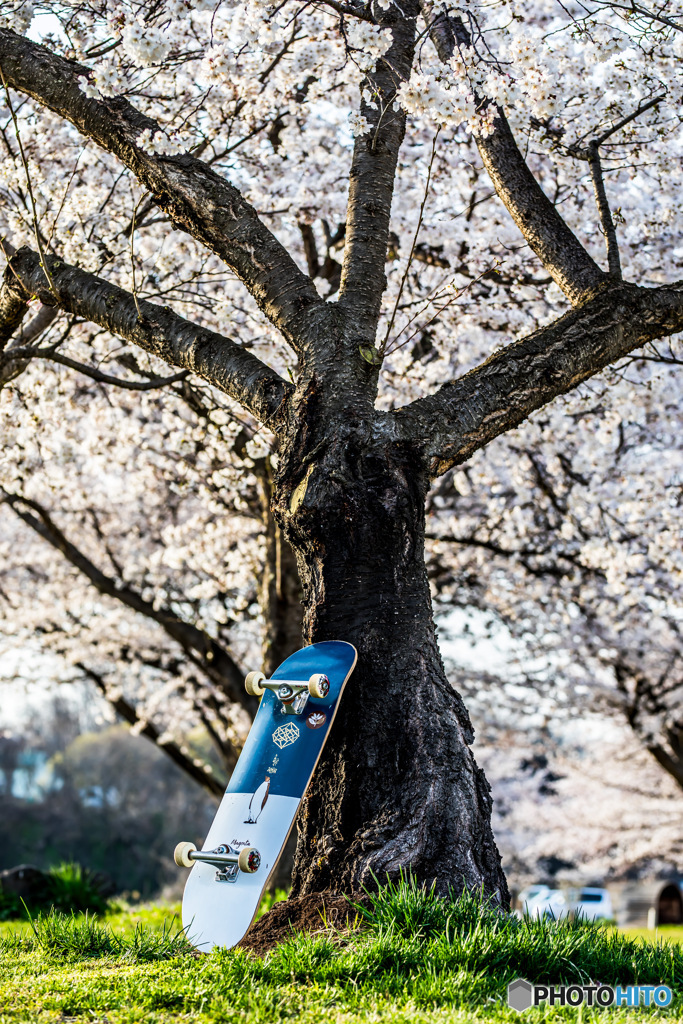 桜とスケート