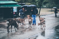 奈良公園にて