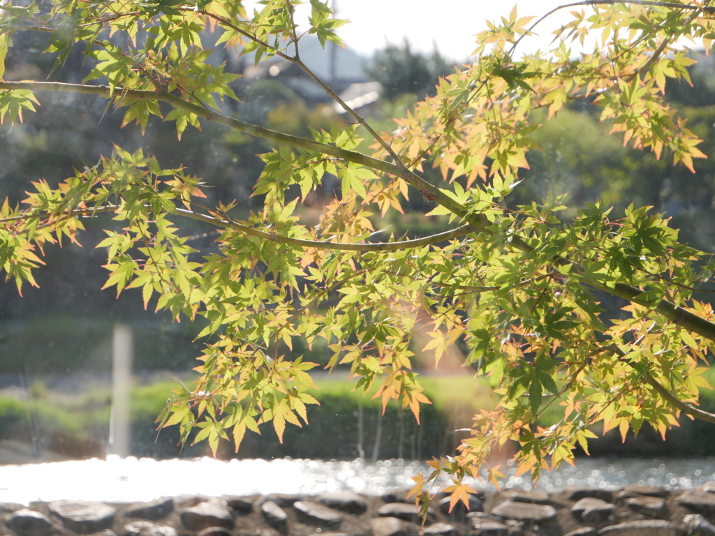 京都鴨川