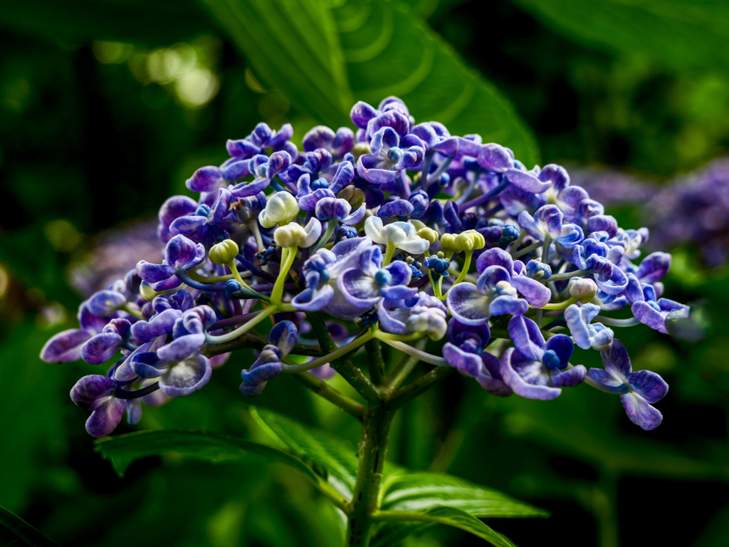 紫陽花路　