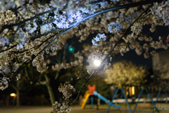 近くの公園桜