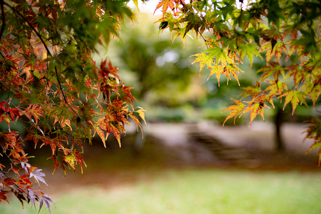 紅葉初め　彩り