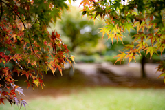 紅葉初め　彩り