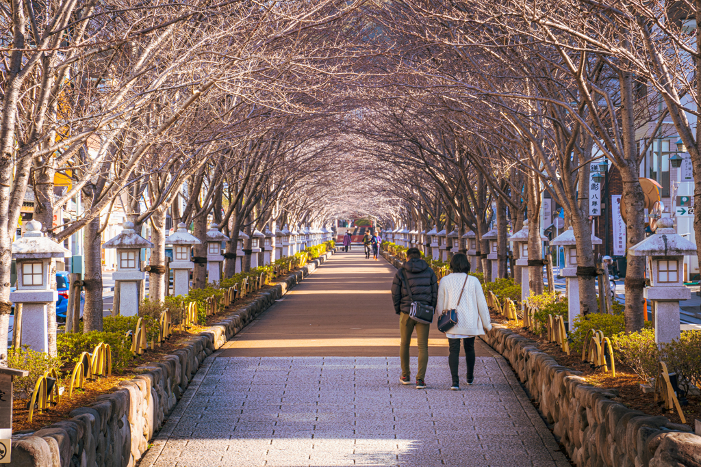 春を待つ桜トンネル