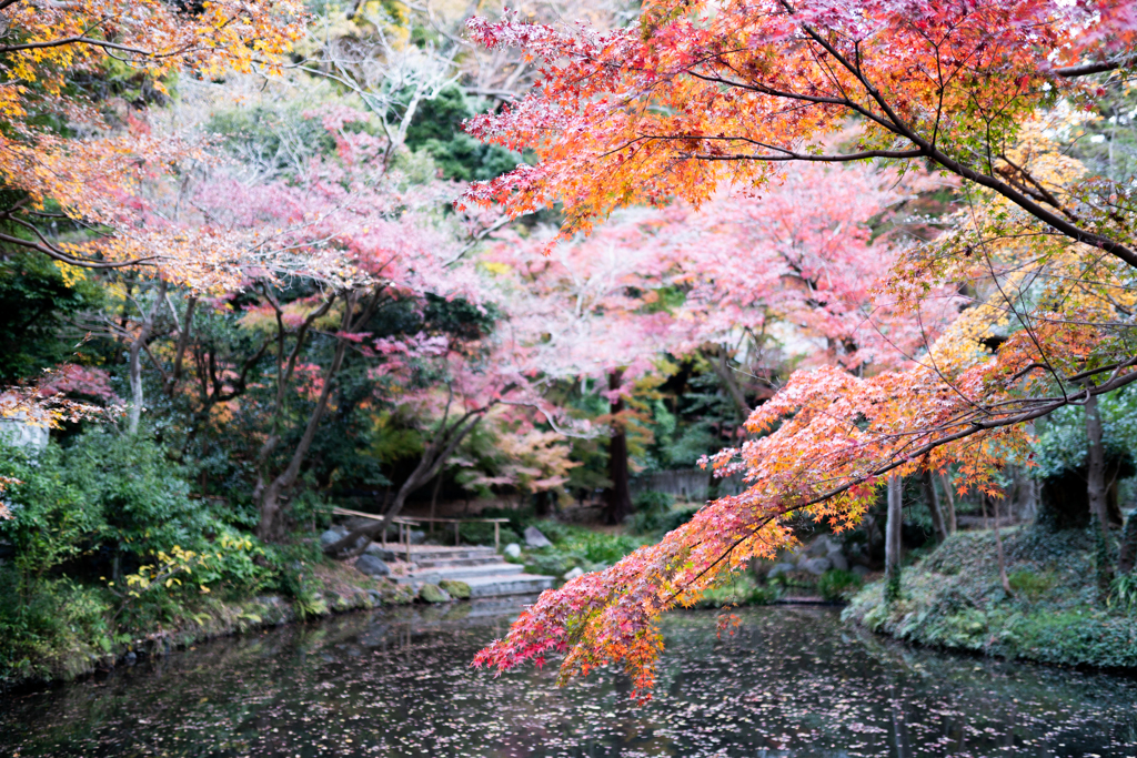 柳原神池②