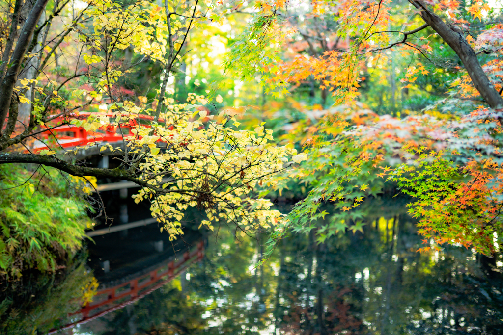 遅ればせながら紅葉（こうよう）