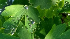 雨上がり