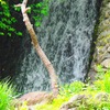 小さな滝