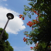 夏空