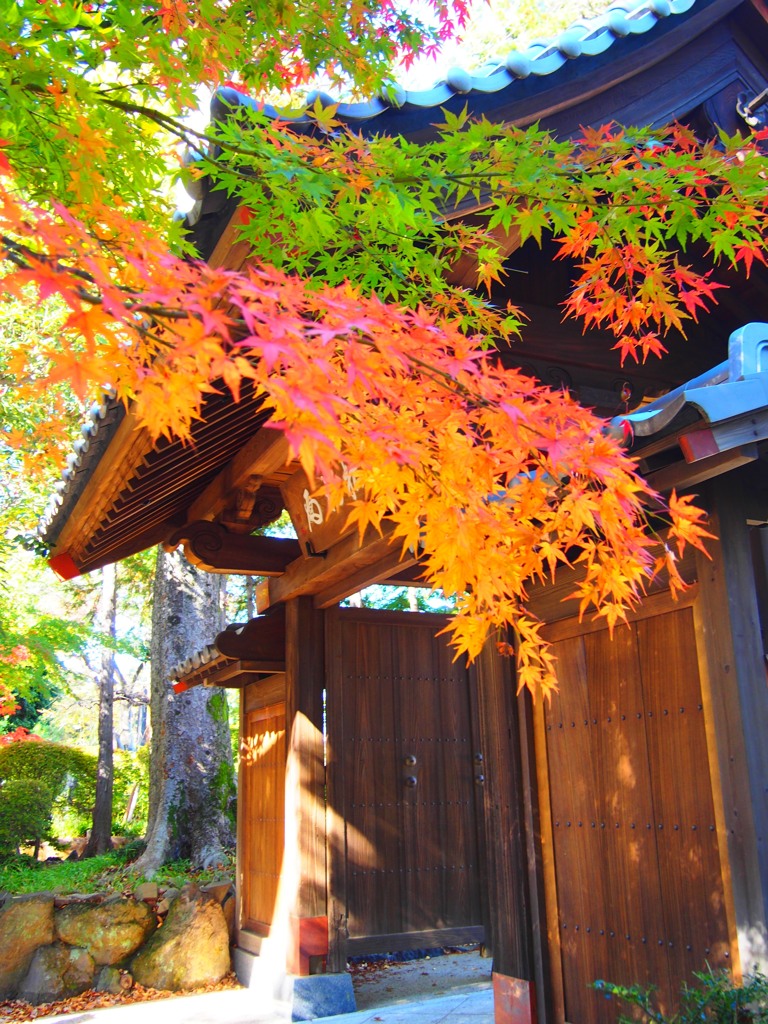 豪徳寺紅葉1