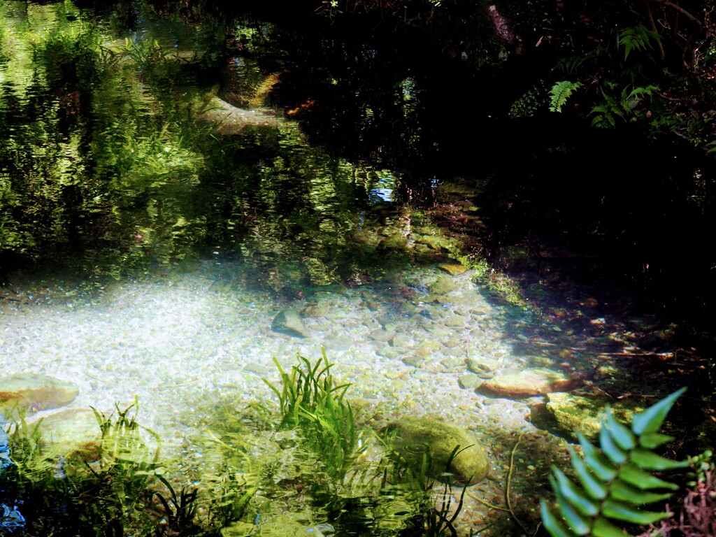 湧水の水草