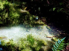 湧水の水草