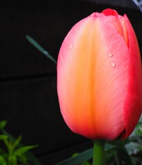 the春の花