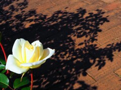 バラと影