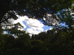夏木立に