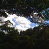 夏木立に