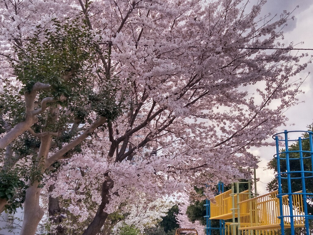 花曇り