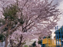 花曇り